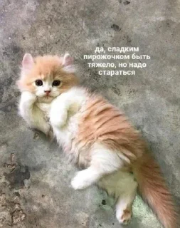 🤩 emoji Никита ебалай @TgEmodziBot Telegram sticker 12 of 119