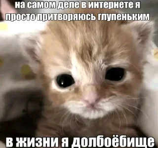 🤩 emoji Никита ебалай @TgEmodziBot Telegram sticker 13 of 119