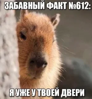 Sticker from Купиберас