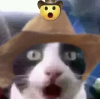 🤠 emoji котики Telegram sticker 10 of 41