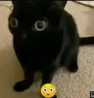 😳 emoji котики Telegram sticker 24 of 41