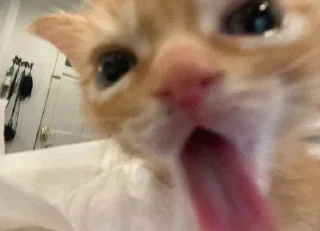 🤮 emoji котики Telegram sticker 13 of 41