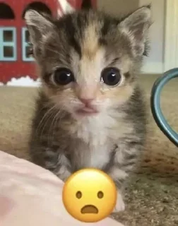 😦 emoji котики Telegram sticker 9 of 41