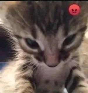😡 emoji котики Telegram sticker 1 of 41