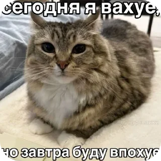 Sticker from котикам похуй