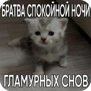 Sticker from котикам похуй