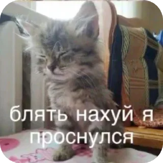 Sticker from котикам похуй