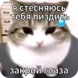 Sticker from котикам похуй