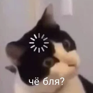 Sticker from Котики