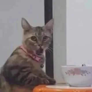 Sticker from Котики