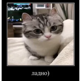 🤿 emoji Больше стиков тут: @stikery4 Telegram sticker 21 of 40