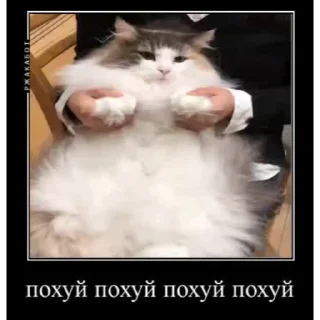 🤿 emoji Больше стиков тут: @stikery4 Telegram sticker 20 of 40