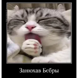 🤿 emoji Больше стиков тут: @stikery4 Telegram sticker 9 of 40