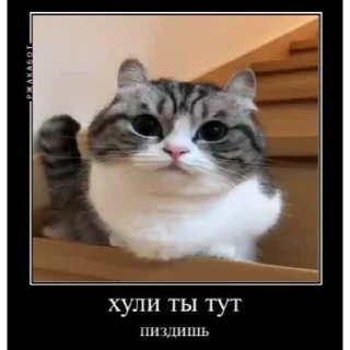 🤿 emoji Больше стиков тут: @stikery4 Telegram sticker 1 of 40