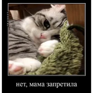🤿 emoji Больше стиков тут: @stikery4 Telegram sticker 13 of 40