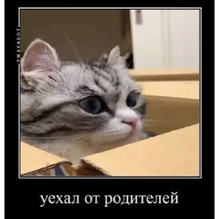 🤿 emoji Больше стиков тут: @stikery4 Telegram sticker 16 of 40