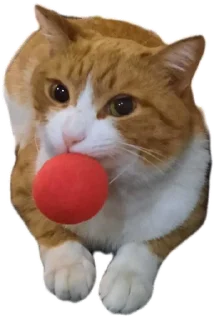 🌟 emoji Котобаза Telegram sticker 9 of 34