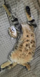 🌟 emoji Котобаза Telegram sticker 14 of 34
