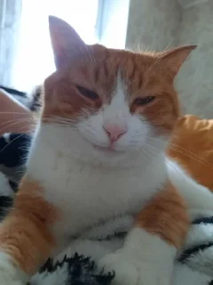 🌟 emoji Котобаза Telegram sticker 23 of 34