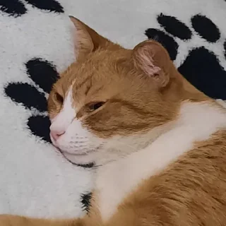 🌟 emoji Котобаза Telegram sticker 6 of 34