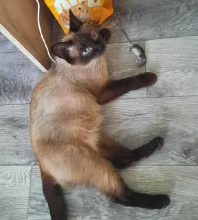 🌟 emoji Котобаза Telegram sticker 11 of 34