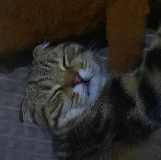 🌟 emoji Котобаза Telegram sticker 12 of 34
