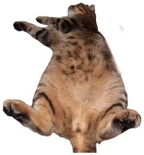 😜 emoji Котобаза Telegram sticker 5 of 34