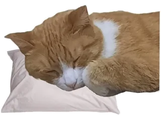 😴 emoji Котобаза Telegram sticker 2 of 34