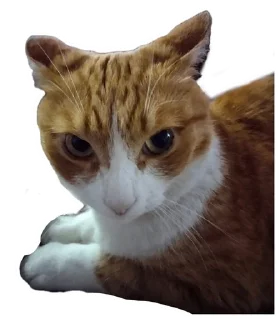 🌟 emoji Котобаза Telegram sticker 18 of 34