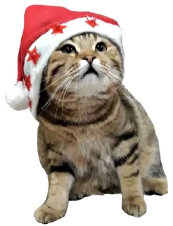 🌟 emoji Котобаза Telegram sticker 19 of 34