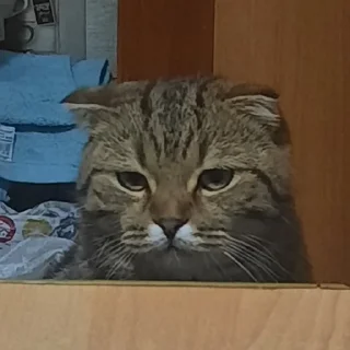 🌟 emoji Котобаза Telegram sticker 15 of 34