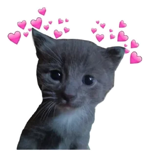 🌟 emoji Котобаза Telegram sticker 20 of 34