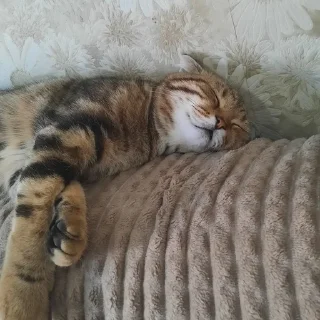 🌟 emoji Котобаза Telegram sticker 13 of 34