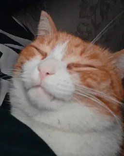 🌟 emoji Котобаза Telegram sticker 8 of 34