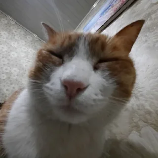 😑 emoji Котобаза Telegram sticker 4 of 34