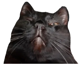 🌟 emoji Котобаза Telegram sticker 7 of 34