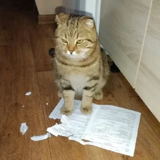 🌟 emoji Котобаза Telegram sticker 17 of 34