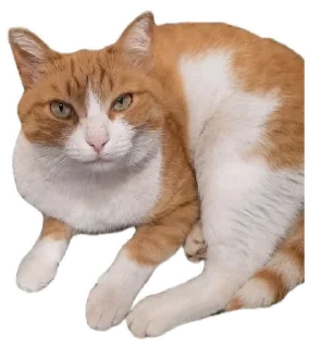 🌟 emoji Котобаза Telegram sticker 10 of 34