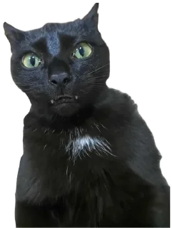 😳 emoji Котобаза Telegram sticker 3 of 34