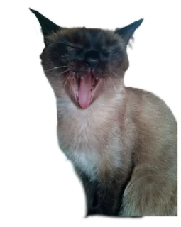 🌟 emoji Котобаза Telegram sticker 24 of 34