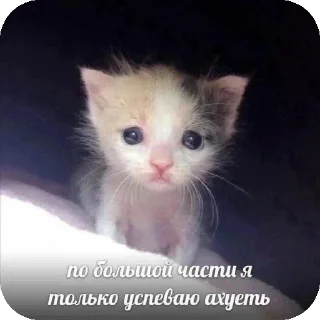 🐱 emoji Ая сделал pukpuk     by Sтритyxa69 Telegram sticker 11 of 120