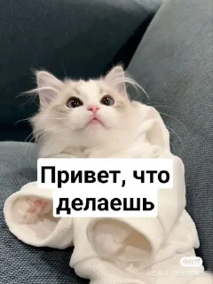 😺 emoji لاتتتااىربرررررر Telegram sticker 19 of 112