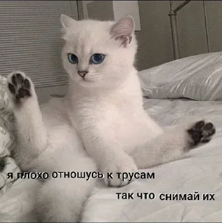🐈 emoji Больше стиков тут: @stikery4 Telegram sticker 12 of 79