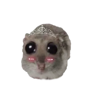 🤩 emoji o, хомяк 👉🏻 @iamideas Telegram sticker 16 of 110