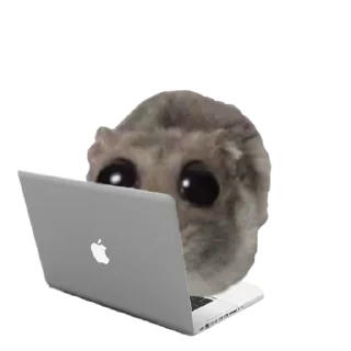 🤩 emoji o, хомяк 👉🏻 @iamideas Telegram sticker 21 of 110