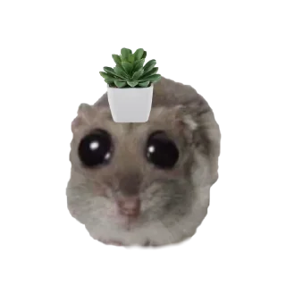 🤩 emoji o, хомяк 👉🏻 @iamideas Telegram sticker 20 of 110