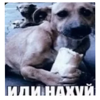 🐶 emoji Стикеры Церберуса нахуй Telegram sticker 4 of 89