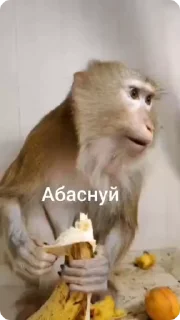 🍌 emoji Стикеры Церберуса нахуй Telegram sticker 12 of 89