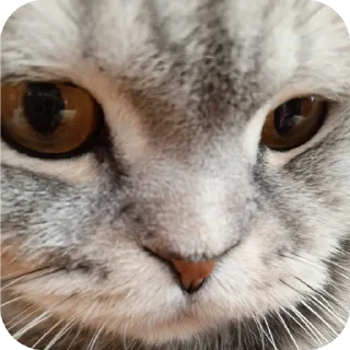 🐱 emoji Мой писюсик>>> @Stikerhi_bot Telegram sticker 6 of 37