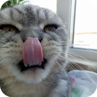🐱 emoji Мой писюсик>>> @Stikerhi_bot Telegram sticker 14 of 37